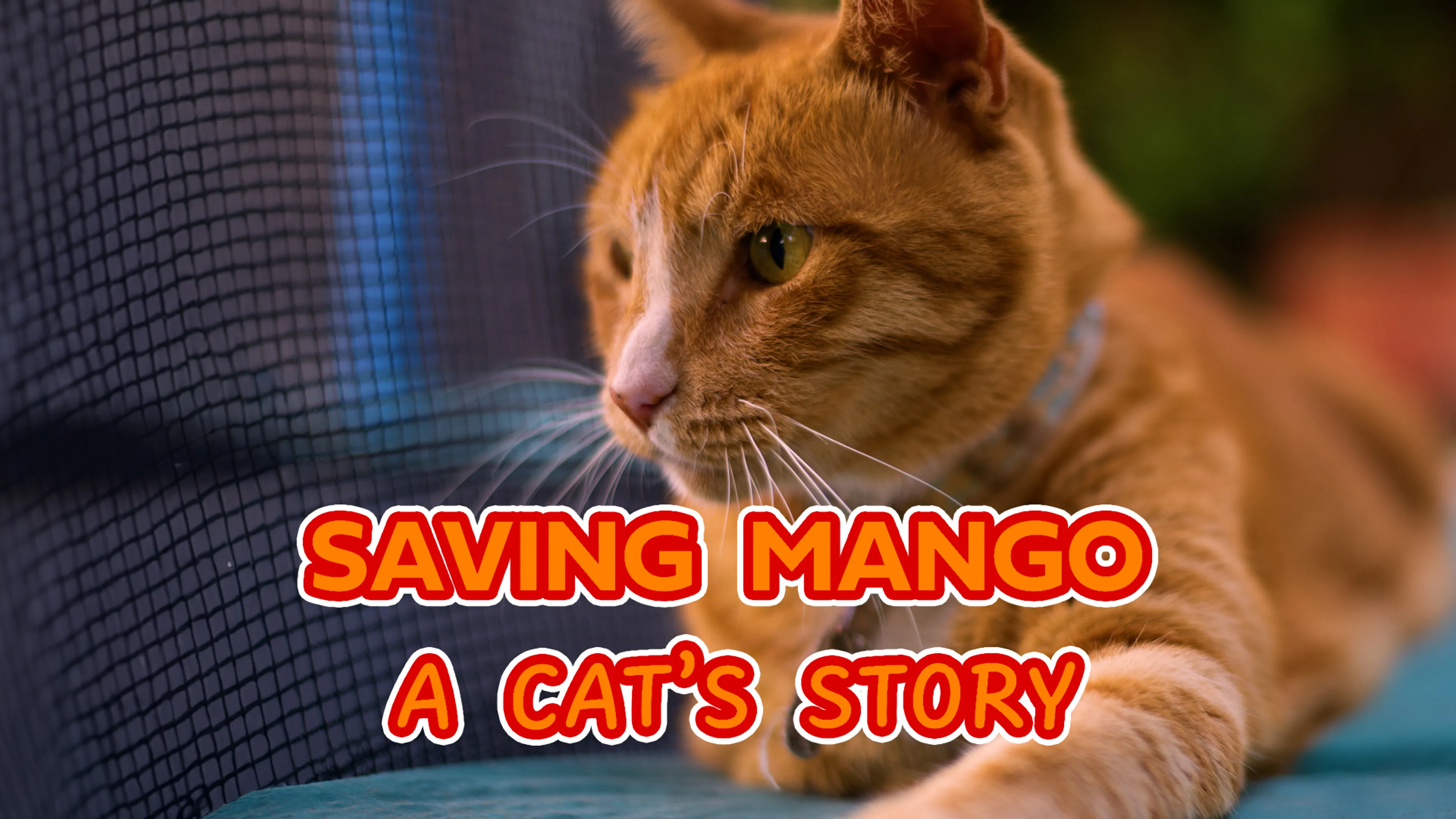 Saving Mango - A Cat's Story poster